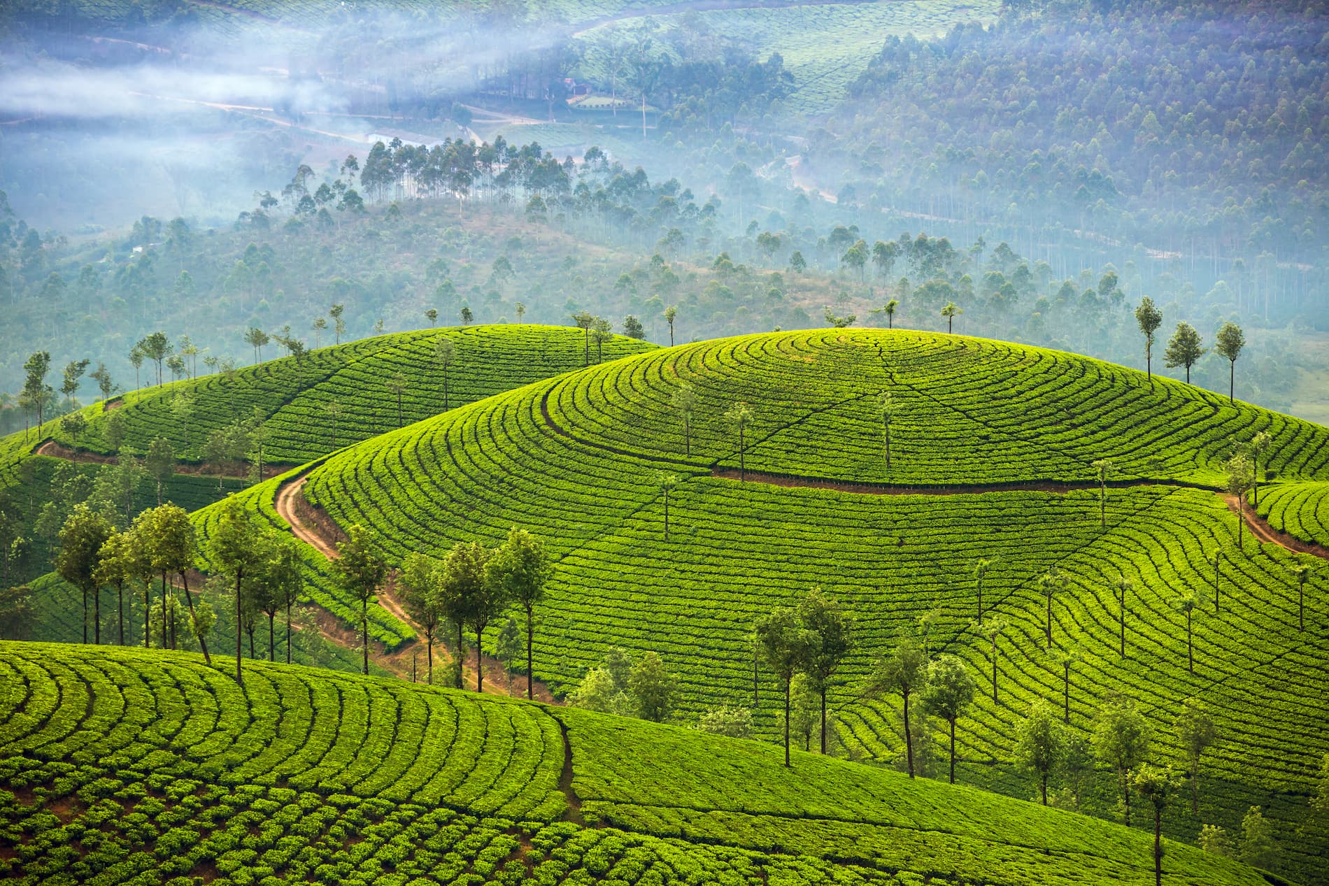 Windermere Estate — Munnar